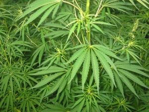 [Bild: cannabis_01_bgiu.jpg?w=300&h=225]
